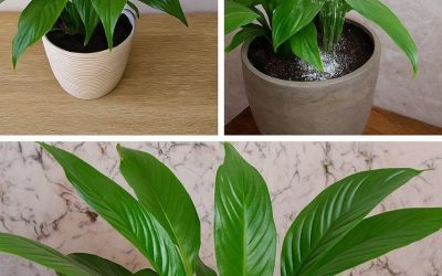 The Secret Ingredient to Keep Your Peace Lily Blooming for Up to 10 Years