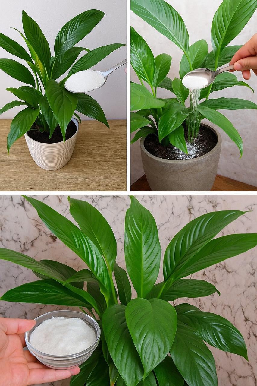 The Secret Ingredient to Keep Your Peace Lily Blooming for Up to 10 Years
