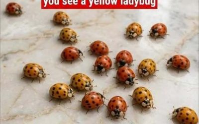 Why Yellow Ladybugs Appear in Gardens and What They Can Tell You About Your Plants