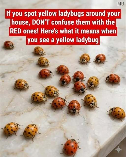 Why Yellow Ladybugs Appear in Gardens and What They Can Tell You About Your Plants