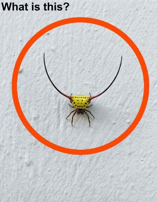 Last night, I went into the garage, turned on the light, and saw this on the wall.
