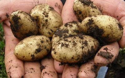 Doctors reveal that eating potatoes causes… See more…