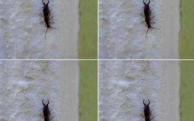 Warning! If you have found this insect in your home, it’s a sign that you need to…see more…