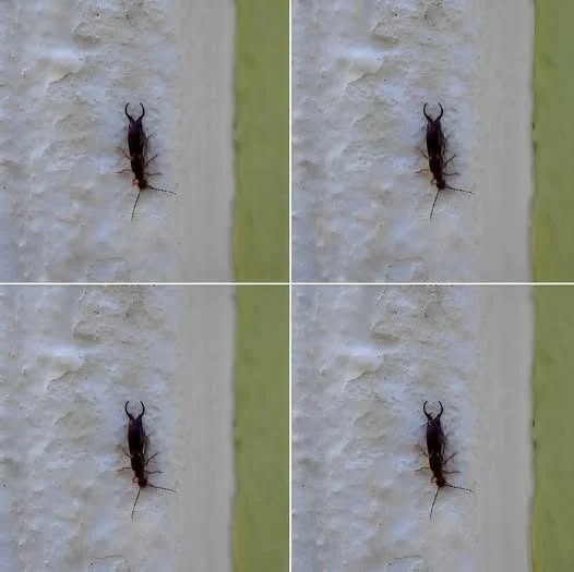 Warning! If you have found this insect in your home, it’s a sign that you need to…see more…