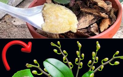 Sprinkle a spoonful on the root and the orchid will grow without stopping for a moment Full guide in the bellow