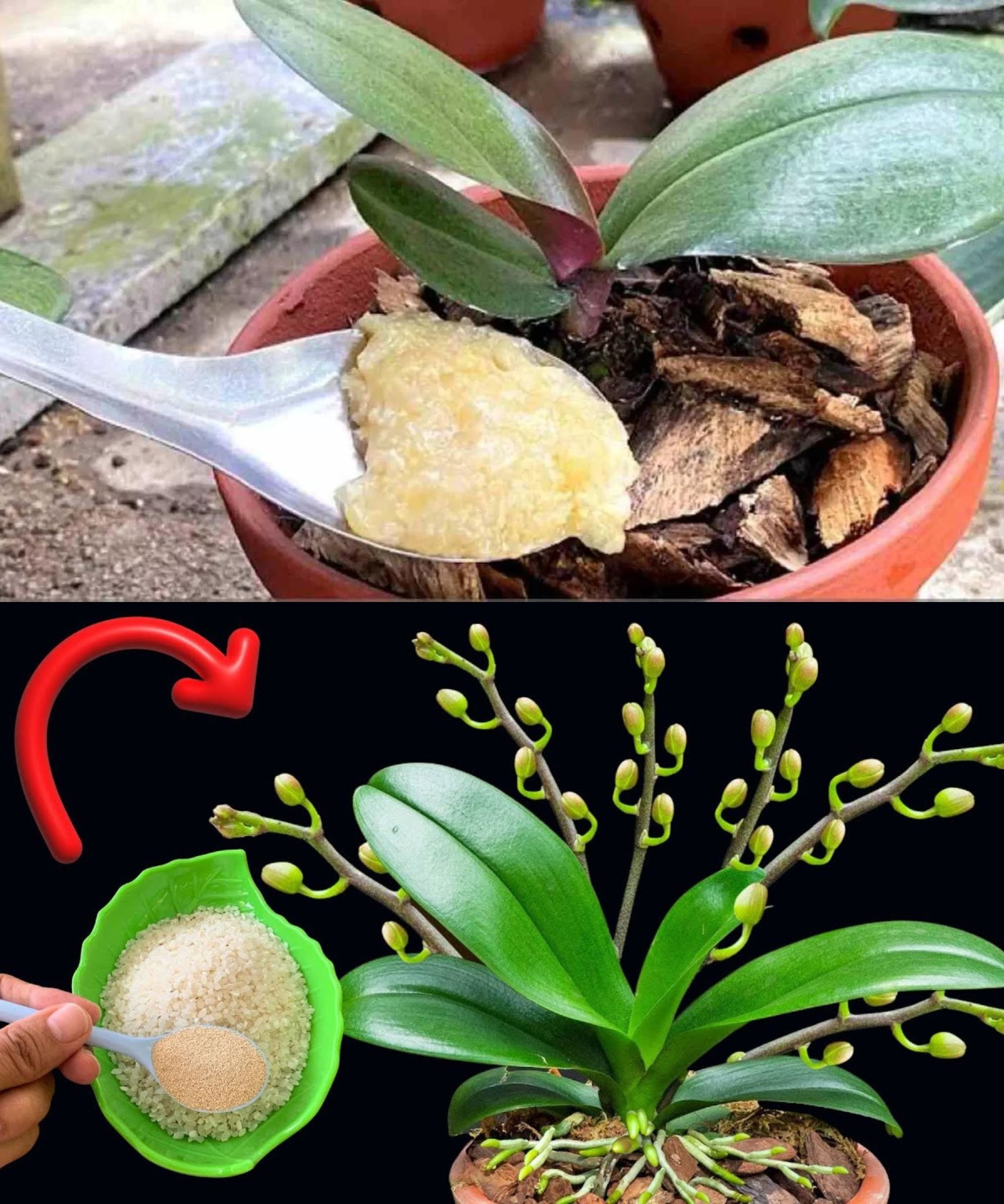 Sprinkle a spoonful on the root and the orchid will grow without stopping for a moment Full guide in the bellow