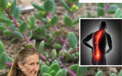 Discover Verdolaga: The Plant That Outshines Meat in Flavor and Benefits!
