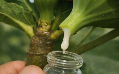 The Amazing Benefits of Fig Sap That Few People Know About